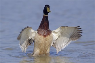 Mallard (Anas platyrhynchos), male flapping his wings, Camargue, Provence, southern France