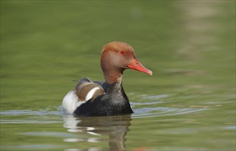 Red-crested pochard (Netta rufina), male, Camargue, Provence, southern France