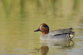 Eurasian teal (Anas crecca), male, North Rhine-Westphalia, Germany, Europe