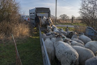 Black-headed domestic sheep (Ovis gmelini aries) being loaded onto a double-decker cattle trailer,