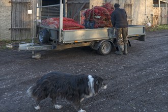 Shepherd loading the pasture fences, in front his Border Collie, Othenstorf,