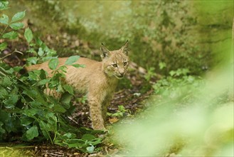 Eurasian lynx (Lynx lynx) youngster standing in a forest, Bavaria, Germany, Europe