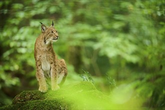 Eurasian lynx (Lynx lynx) lying on a rock in a forest, Bavaria, Germany, Europe