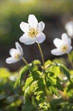 Wood anemone (Anemonoides nemorosa) (Syn.: Anemone nemorosa) blooming white in the forest, green