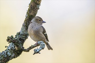 Female of Chaffinch, Fringilla coelebs, bird in forest at winter sun