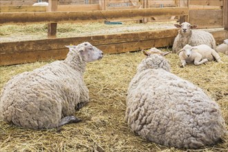 Arcott Rideau lambs in sheep pen being bred and raised for meat, Quebec, Canada, North America