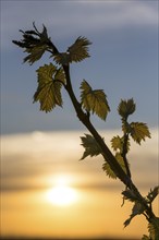 Young leaves of a grapevine in spring, viticulture, budding, shoots, vines, sunset,