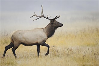 Wapiti (Cervus canadensis, Cervus elaphus canadensis), male in the morning mist, Yellowstone