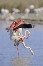 Greater flamingo (Phoenicopterus roseus), pair copulating, Camargue, Provence, southern France