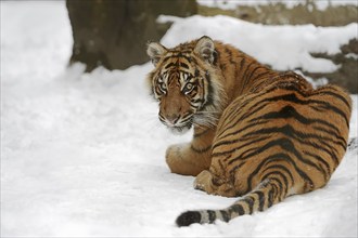 Sumatran tiger (Panthera tigris sumatrae) in the snow, captive, native to Sumatra, Indonesia, Asia