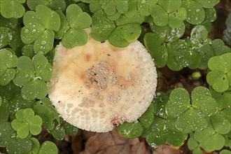 Pearl mushroom or blusher (Amanita rubescens) and common wood sorrel (Oxalis acetosella), North