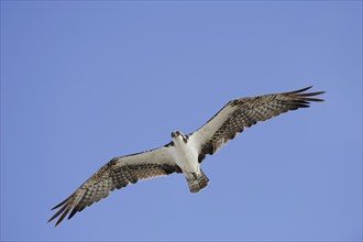 Western osprey (Pandion haliaetus) in flight, Everglades National Park, Florida, USA, North America