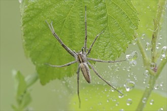 Nursery web spider (Pisaura mirabilis), female, North Rhine-Westphalia, Germany, Europe