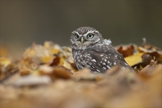 Little owl (Athene noctua) adult bird amongst fallen autumn leaves in a woodland, England, United