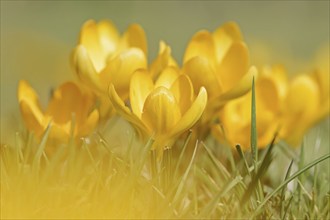 Golden crocus or dutch yellow crocus (Crocus flavus), North Rhine-Westphalia, Germany, Europe