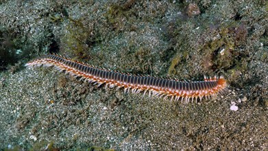 A long fireworm (Hermodice carunculata) on the seabed. The different colours and bristles are