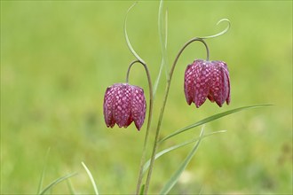 Snake's head fritillary (Fritillaria meleagris), two flowers in a meadow, inflorescence, early