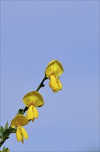 Flower of broom, common broom (Cytisus scoparius), yellow flowers in front of a blue sky,