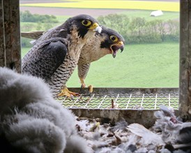 View into the nesting box of the peregrine falcons (Falco peregrinus), Germany, Europe