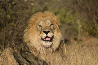 Lion (Panthera leo) male, lying in the tall grass in the savannah, Okonjima Game Farm, Namibia,