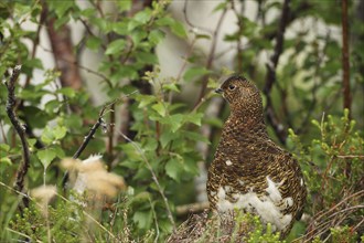 Willow ptarmigan (Lagopus lagopus) attentive hen, Lofoten, Norway, Scandinavia, Europe