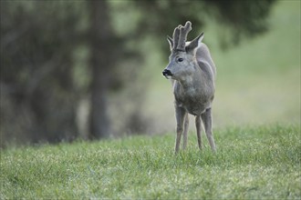 European roe deer (Capreolus capreolus) buck with velvet horns and winter coat in the meadow,