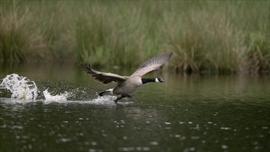 Canada goose (Branta canadensis) running over water and splashing water droplets, Lower Rhine,