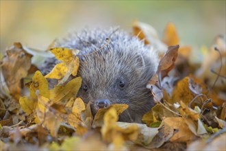 European hedgehog (Erinaceus europaeus) adult animal amongst fallen autumn leaves, England, United