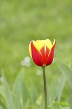 Tulip (Tulipa), red-yellow flower, Wilnsdorf, North Rhine-Westphalia, Germany, Europe