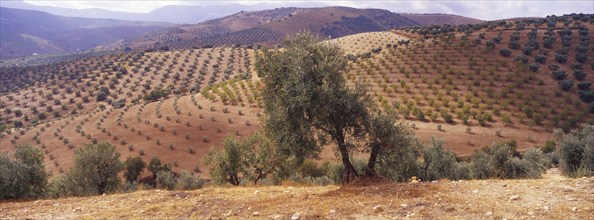 Landscape with Olive Groves in Granada Province, Andalusia, Spain, Southern Europe. Scanned slide,