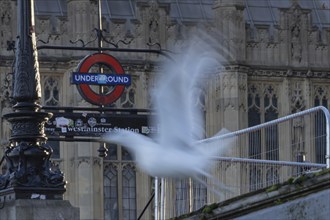 Herring gull (Larus argentatus) adult bird taking off from a wall with a London underground sign in