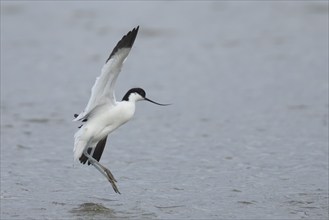 Pied avocet (Recurvirostra avosetta) adult bird in flight landing on a lagoon, England, United