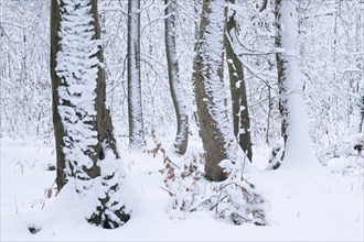 Snow-covered deciduous forest in winter, Hainich National Park, Thuringia, Germany, Europe