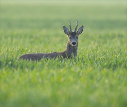 European roe deer (Capreolus capreolus), roebuck standing in a grain field and looking attentively,