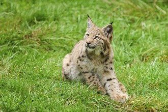 Eurasian lynx (Lynx lynx) cub sitting on a meadow, Bavaria, Germany, Europe