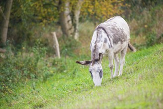 Donkey (Equus asinus asinus) or domestic donkey, white-grey pied animal with eel line and shoulder