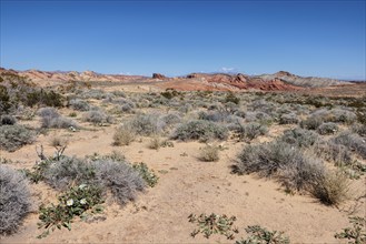 Evening Primrose wildflowers and other desert vegetation on the desert floor of Valley of Fire