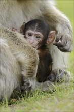 Barbary macaque (Macaca sylvanus), juvenile, captive, occurring in Morocco, Algeria and Gibraltar