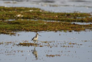 Common greenshank (Tringa nebularia) standing in shallow water, Poel Island, Mecklenburg-Western