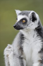 Ring-tailed lemur (Lemur catta), captive, occurring in Madagascar