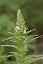 Woolly foxglove (Digitalis lanata), inflorescence, medicinal plant, North Rhine-Westphalia,