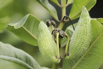 Common milkweed (Asclepias syriaca), fruit, ornamental plant, native to North America