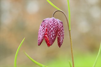 Snake's head fritillary (Fritillaria meleagris), single flower in a meadow, inflorescence, spring,