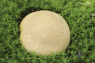 Common earthball (Scleroderma citrinum), De Hoge Veluwe National Park, Gelderland, Netherlands