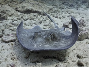 A ray, American stingray (Hypanus americanus), glides elegantly through the shallow, clear