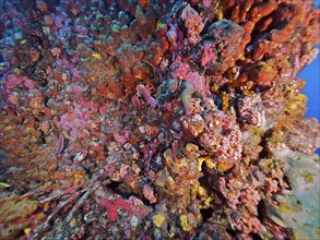 Colourful underwater vegetation with a variety of colours and textures. Wreck of the USS Spiegel