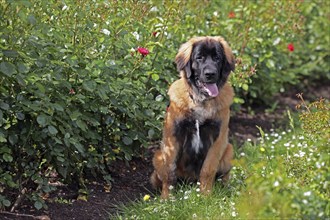 Leonberger