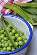 Fresh green peas and pea pod in pot, Pisum sativum