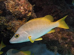 Yellow fish, schoolmaster snapper (Lutjanus apodus), swimming near rocks in the underwater world.