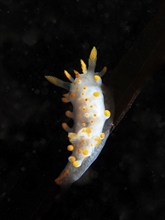 A nudibranch with yellow and white dots, Orange Club Nudibranch (Limacia clavigera), against a dark